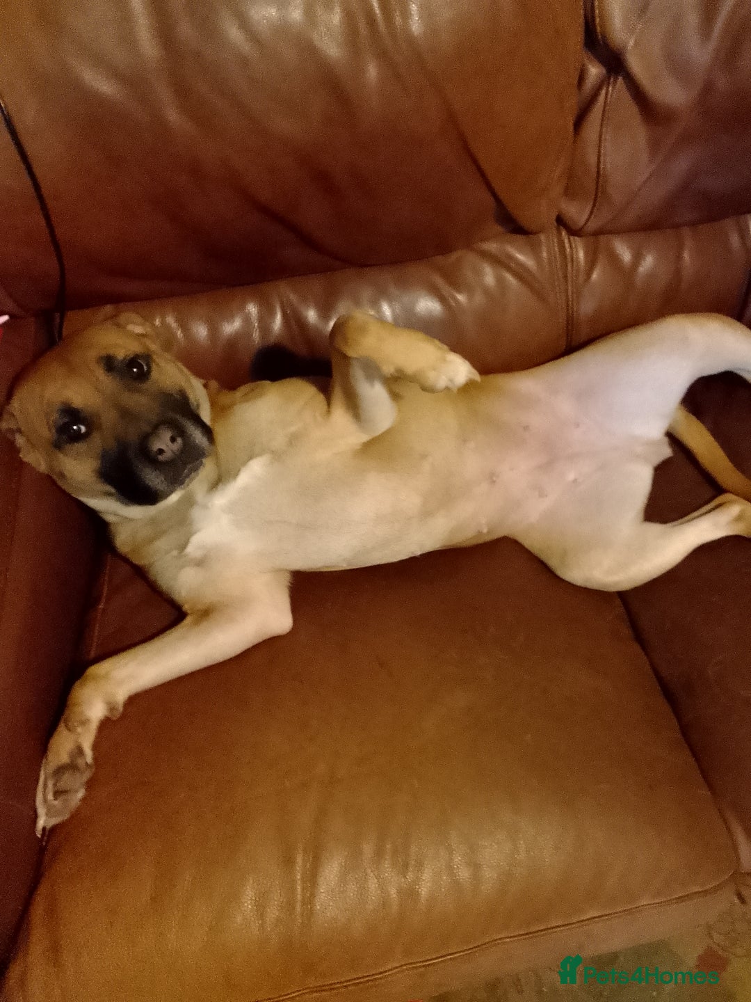 Staffordshire Bull Terrier dogs for sale: Dog for sale  - Image 2