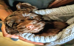 Cockapoo dogs for sale: 4 males and 1 female, chocolate coated cockerpoos  - Image 4