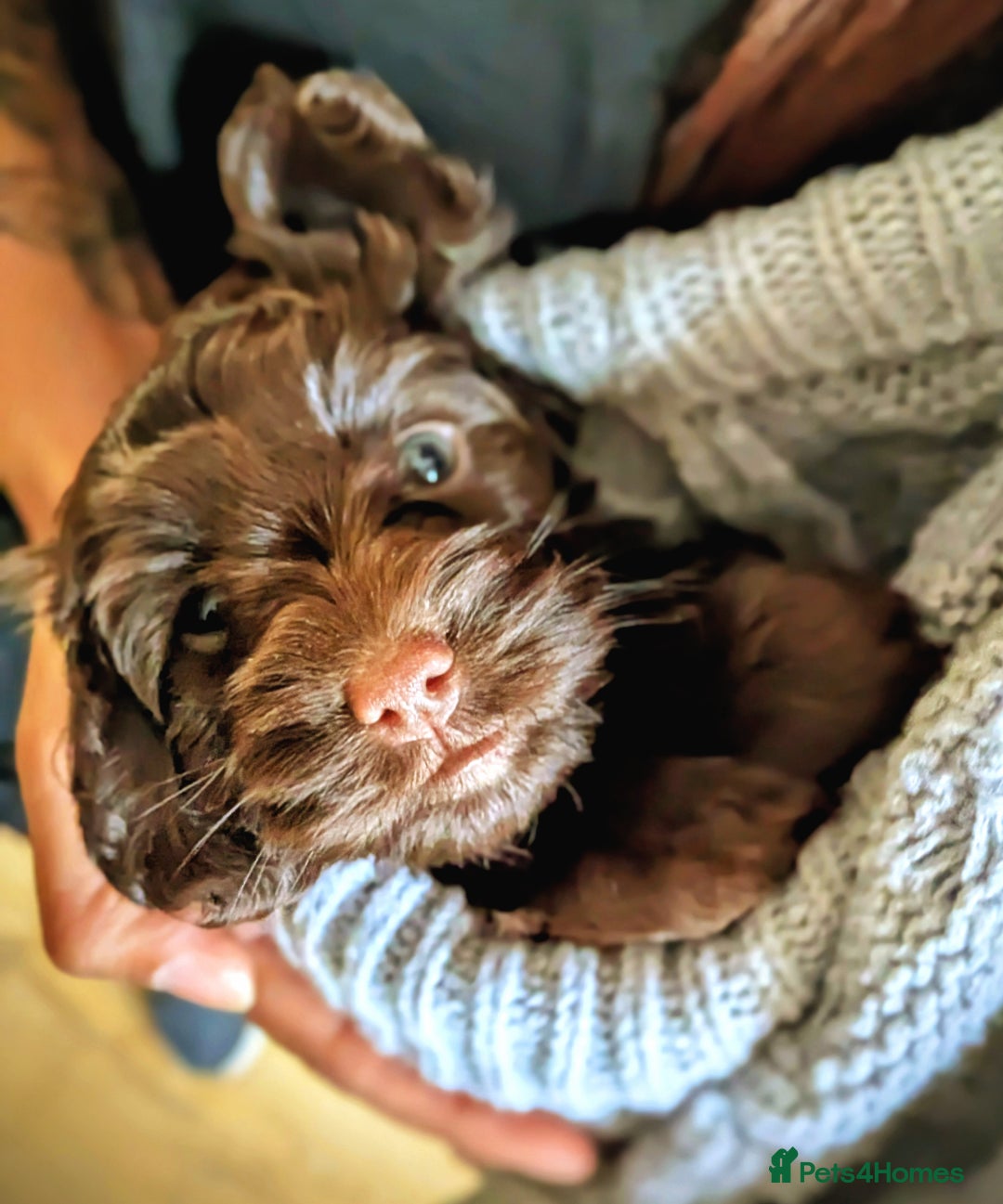 Cockapoo dogs for sale: 4 males and 1 female, chocolate coated cockerpoos  - Image 4