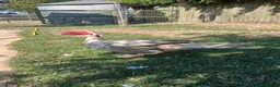 Ducks poultry for sale: 2 Muscovy Drakes - Advert 3