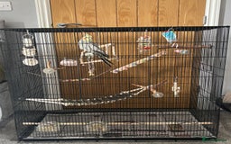 Cockatiels birds for sale: 16 month male Cockatiel + cage, stand and food - Image 7