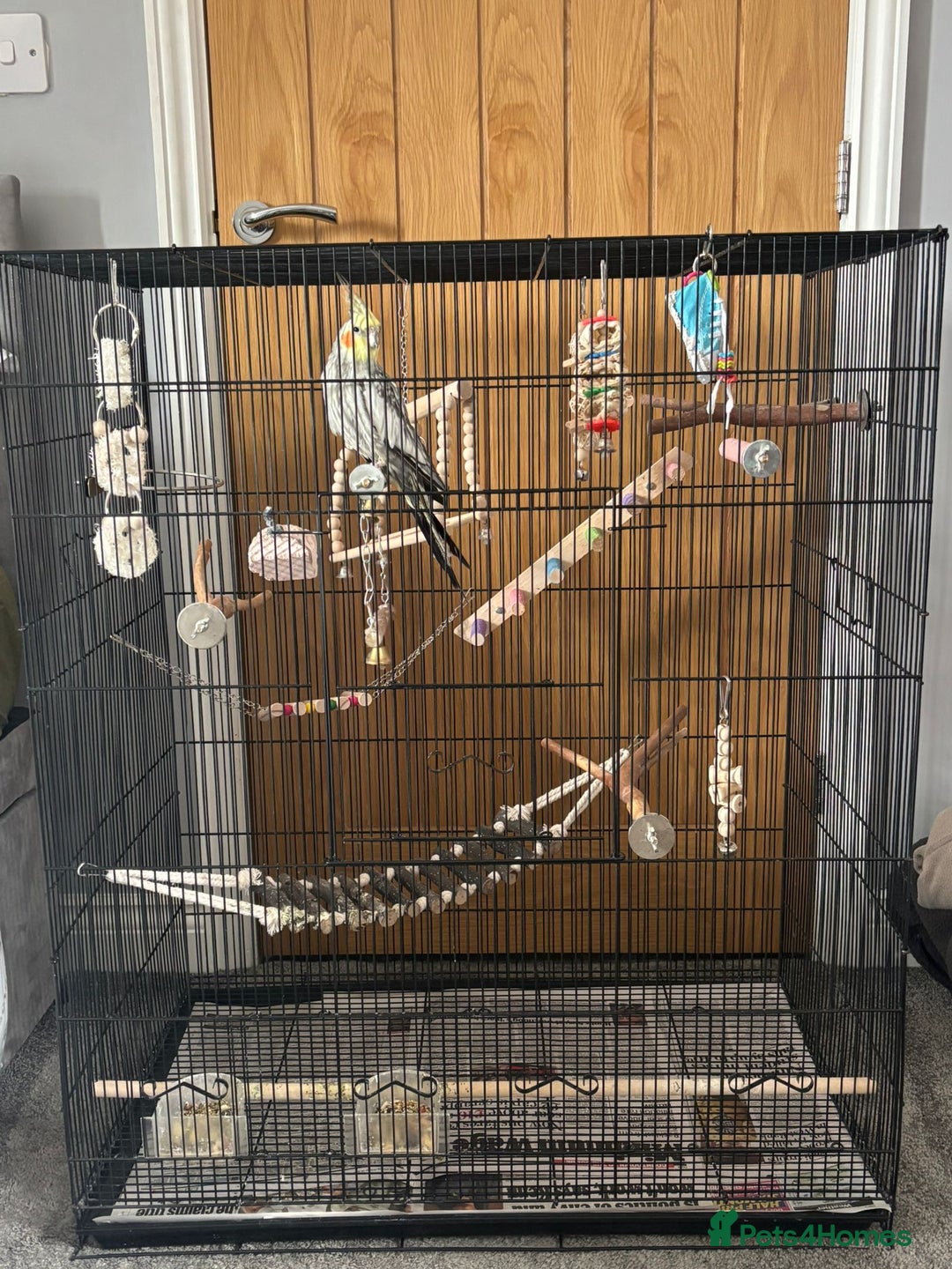 Cockatiels birds for sale: 16 month male Cockatiel + cage, stand and food - Image 7