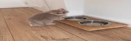 British Shorthair cats for sale: Adorable pure British shorthair kittens  - Advert 8