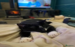 Domestic Shorthair cats for sale: Heart breaking decision  - Image 7