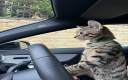 Bengal cats for sale: Bengal X Tabby kitten for sale - Image 4