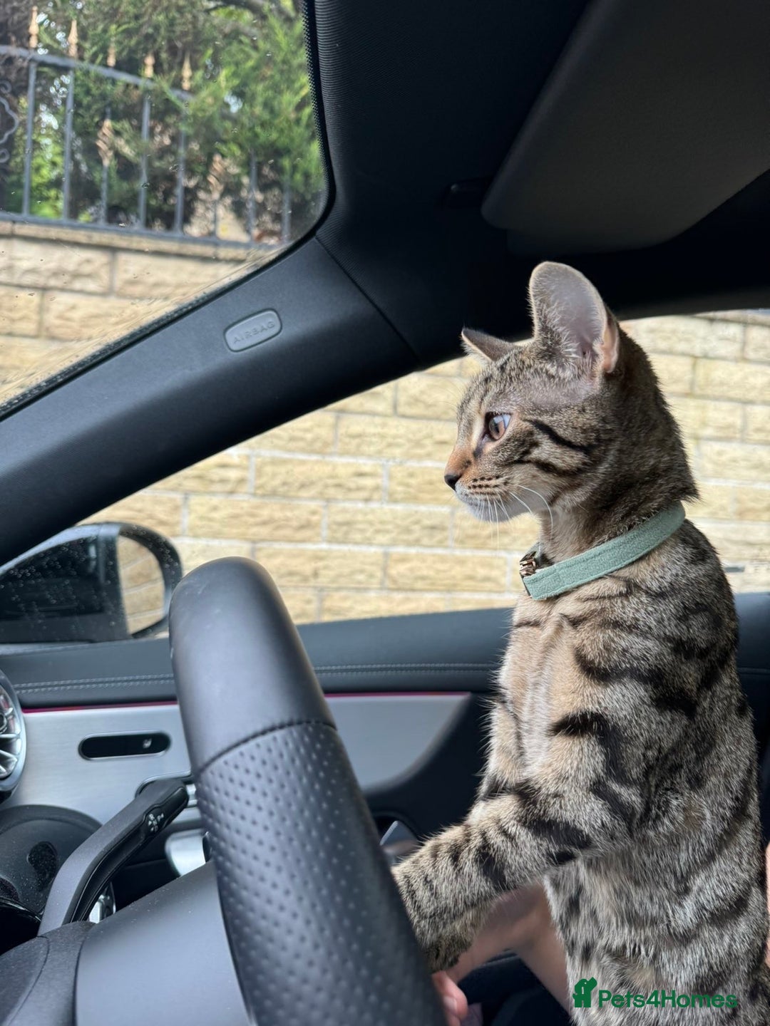 Bengal cats for sale: Bengal X Tabby kitten for sale - Image 4