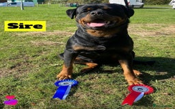Rottweiler dogs for sale: KC Rottweiler puppies ready 16/11/25 - Image 5