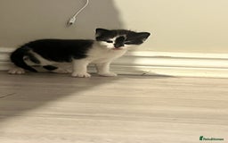 Domestic Shorthair cats for sale: Only 2 left - beautiful cuddly litter of 4  - Image 5