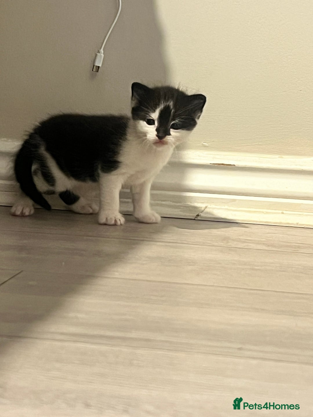 Domestic Shorthair cats for sale: Only 2 left - beautiful cuddly litter of 4  - Image 5