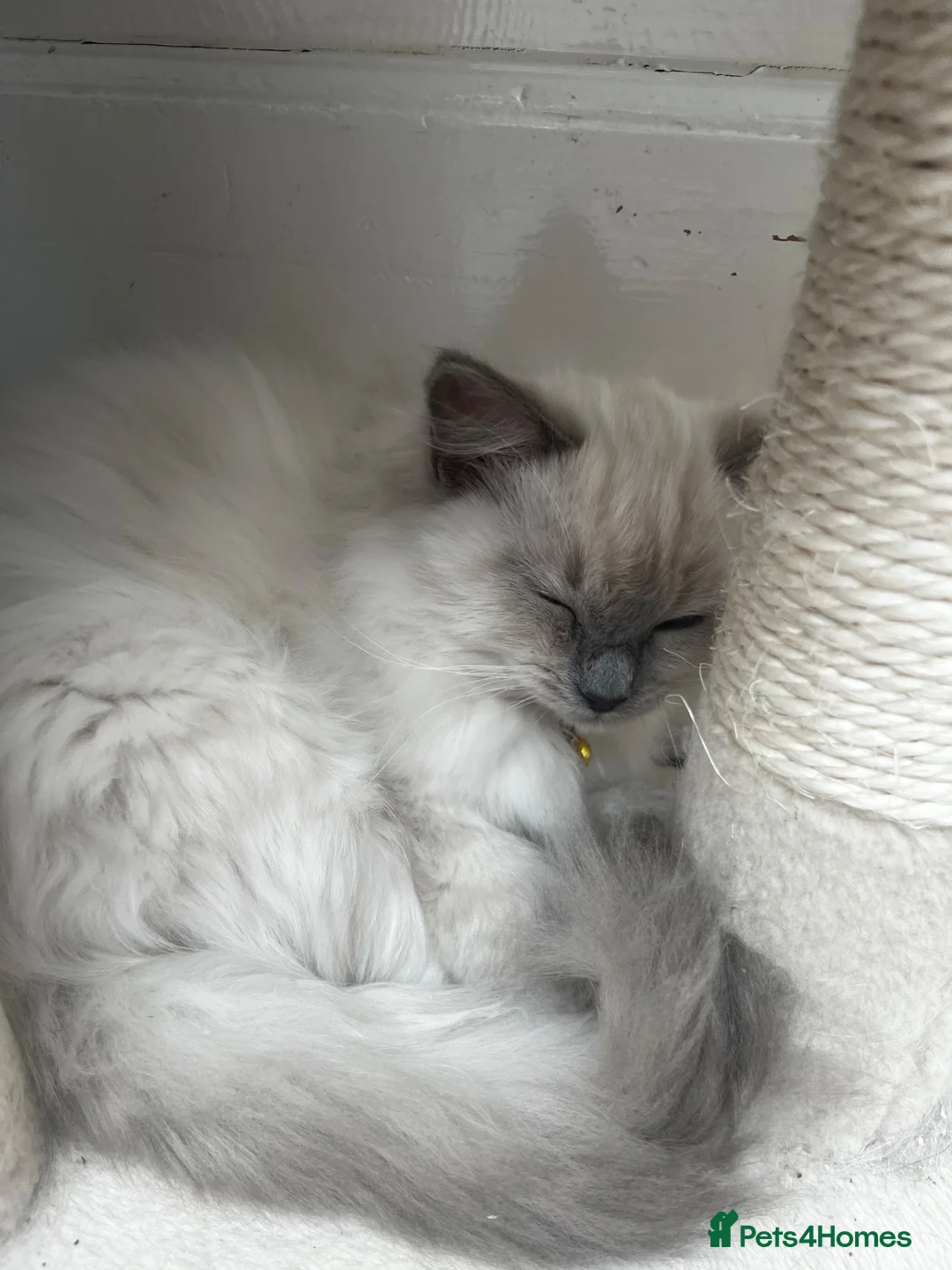 Ragdoll cats for sale: 💗 female ragdoll kitten 💗 - Advert 5