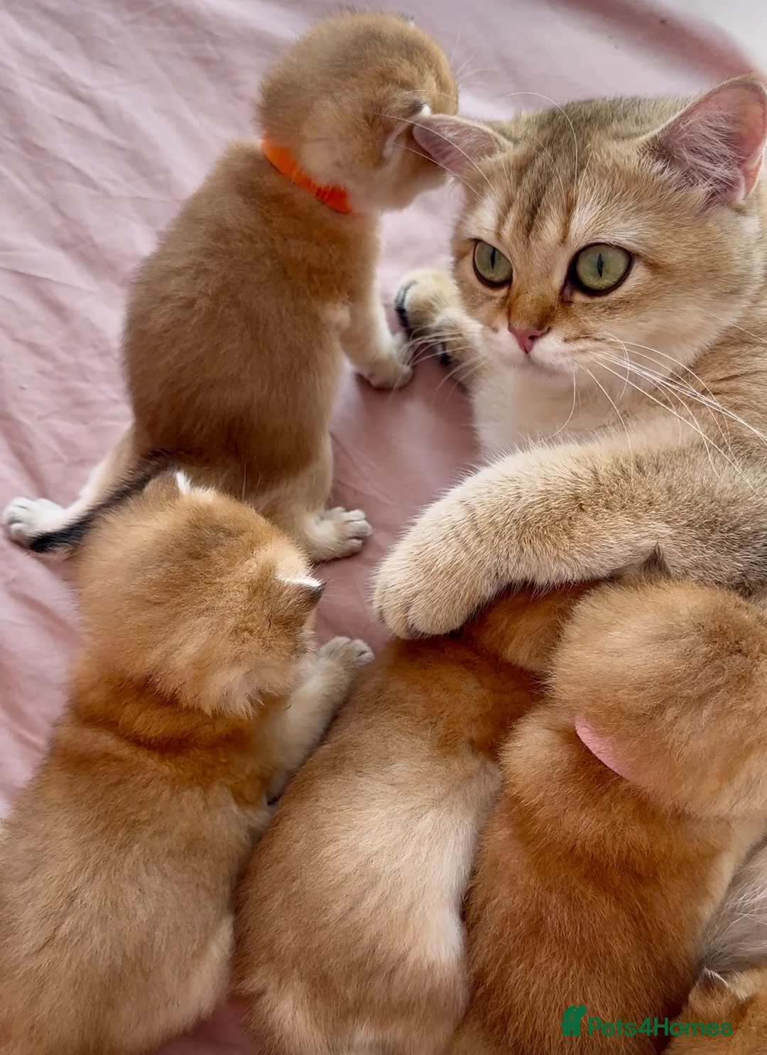 British Shorthair cats for sale: 🌟PREMIUM GOLDEN BRITISH SHORT/LONGHAIRS 🌟 - Advert 2