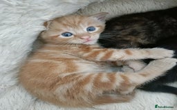 Mixed Breed cats for sale: Sweet kittens for sale - Image 20