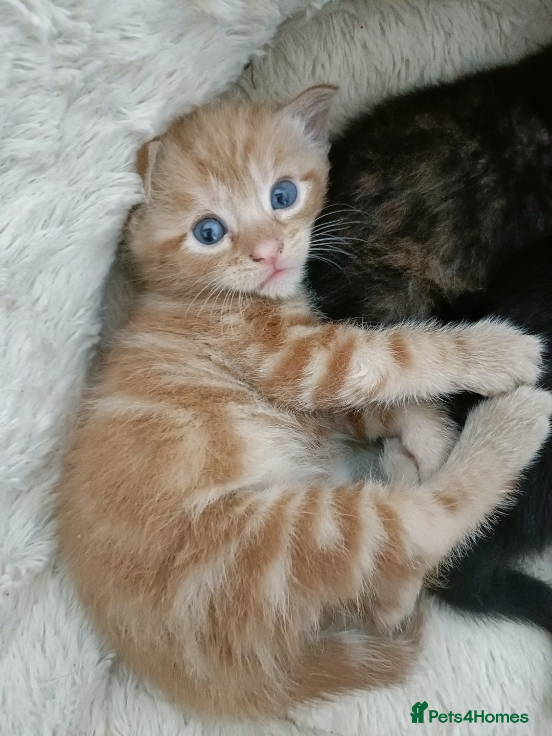 Mixed Breed cats for sale: Sweet kittens for sale - Image 20