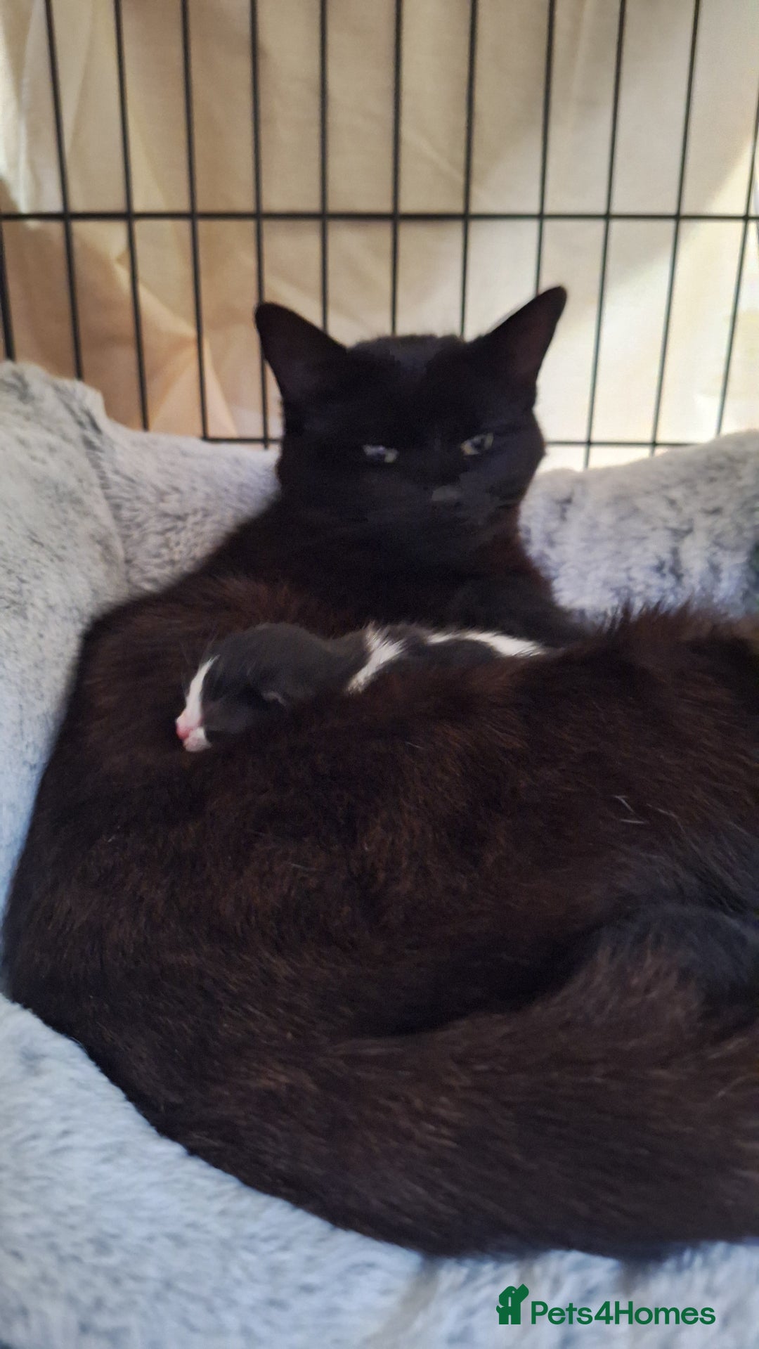 Mixed Breed cats for sale: STUNNING KITTENS  - Image 15