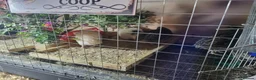 Quail poultry for sale: Quails and full set up - Advert 20
