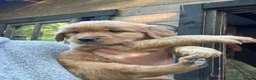 Golden Retriever dogs for sale: Golden Retriever female puppy for sale - Advert 7