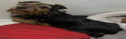 Mixed Breed dogs for sale: Jack Russell x terrier  - Advert 2