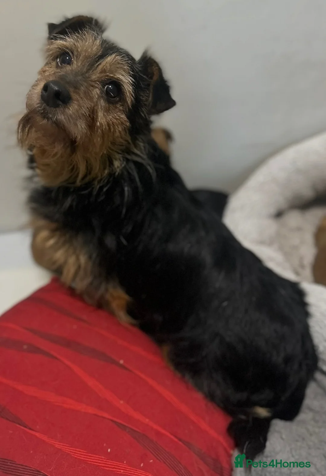 Mixed Breed dogs for sale: Jack Russell x terrier  - Advert 2