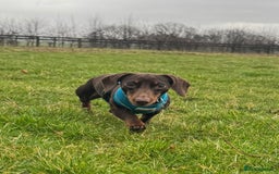 Mixed Breed dogs for sale: Rehome 2 year old male Dachshund  - Advert 7