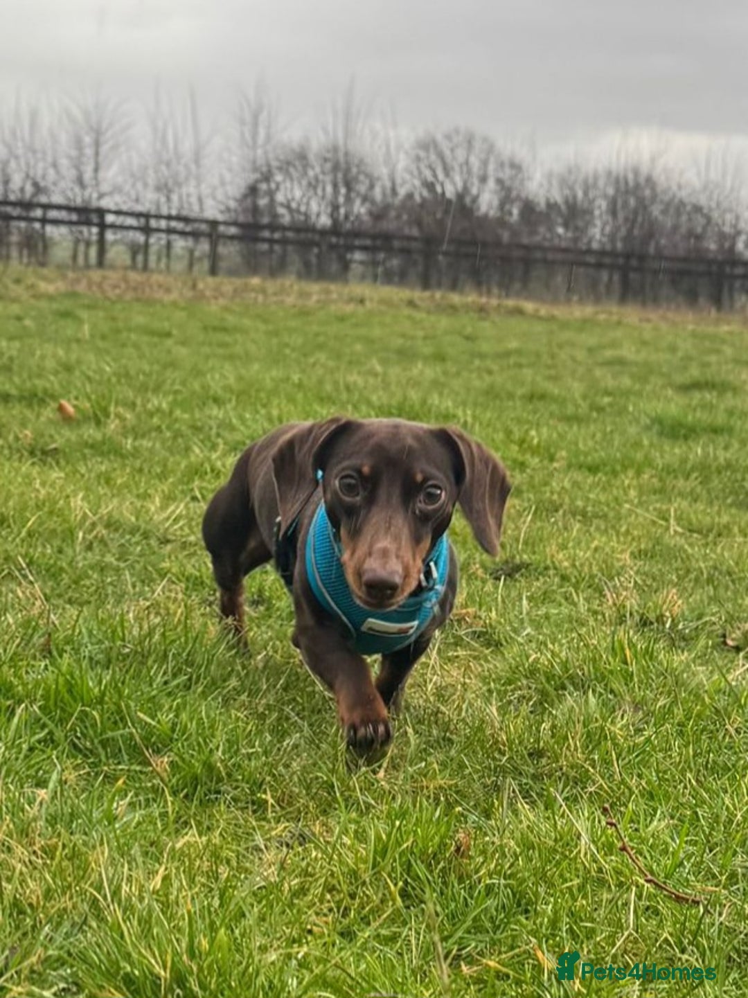 Mixed Breed dogs for sale: Rehome 2 year old male Dachshund  - Advert 7