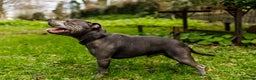 Staffordshire Bull Terrier dogs for stud: UKs Best bloodlines Proven Stud  in Swansea - Advert 7