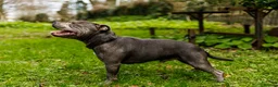 Staffordshire Bull Terrier dogs for stud: UKs Best bloodlines Proven Stud  in Swansea - Advert 7
