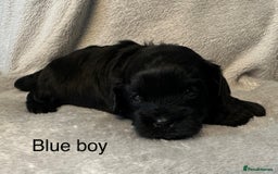 Shihpoo dogs for sale: Shihpoo puppies for sales - Image 6