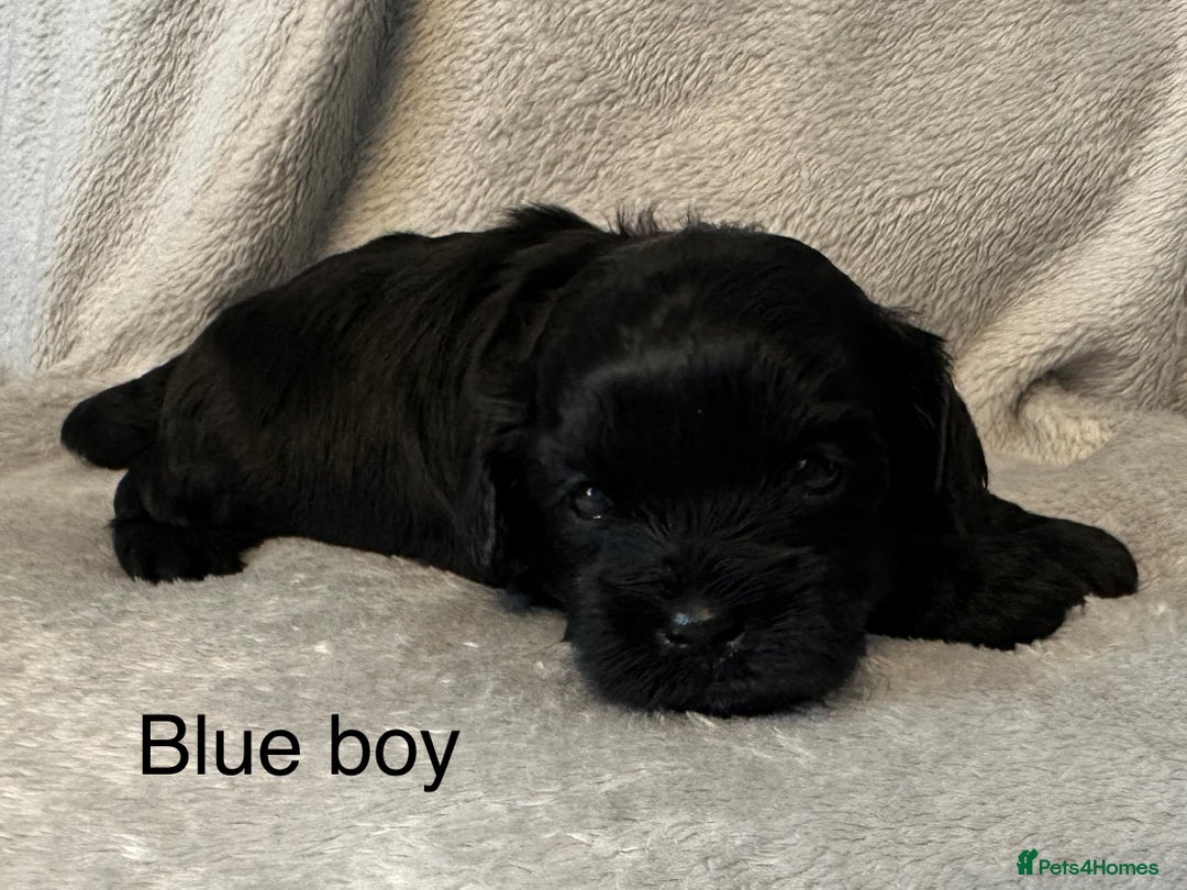 Shihpoo dogs for sale: Shihpoo puppies for sales - Image 6