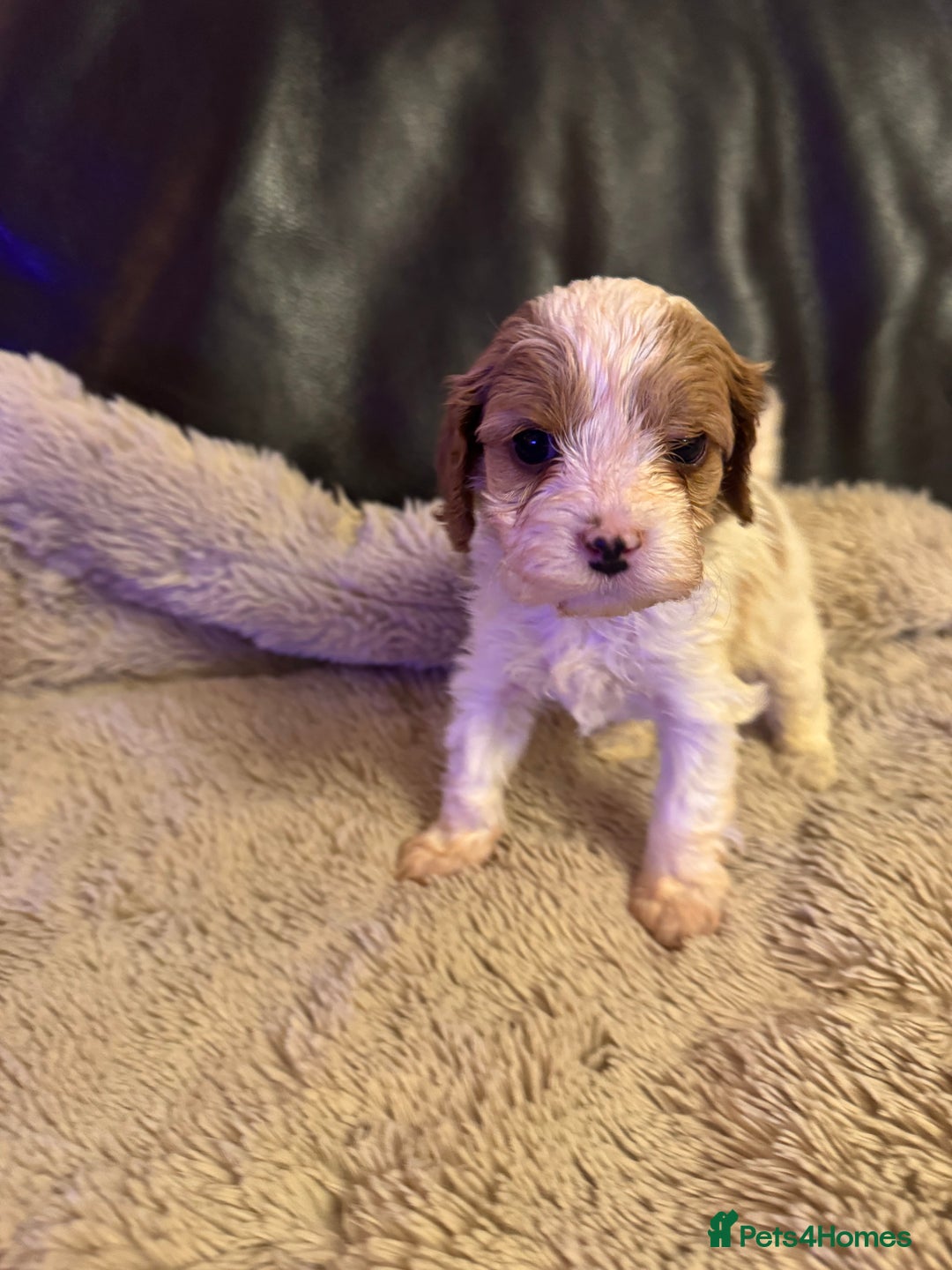 Cavapoo dogs for sale: Stunning F1 Toy Cavapoo puppies  - Advert 30