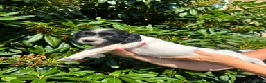 English Springer Spaniel silver