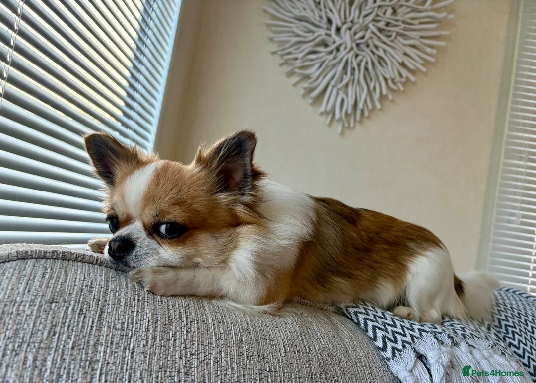 Chihuahua dogs for stud: Chihuahua Long haired in Bishop Auckland - Advert 4
