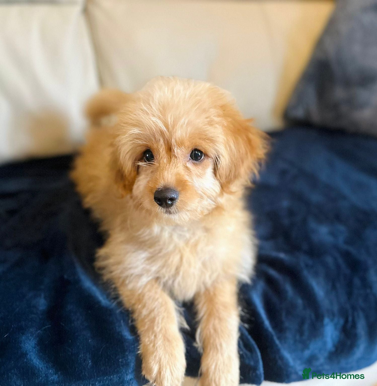 Cockapoo dogs Cockapoo puppy male  - Advert 15