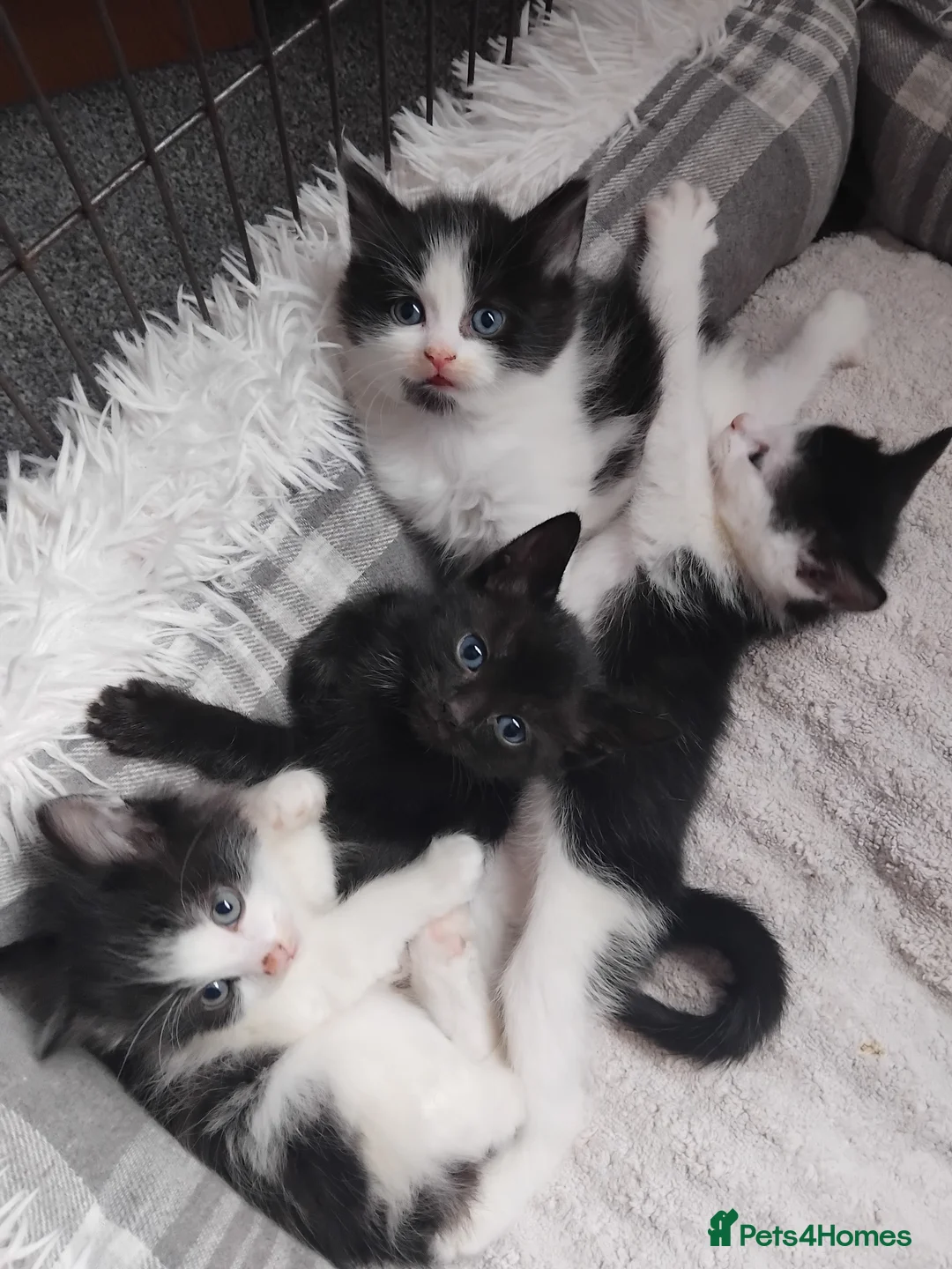 Mixed Breed cats for sale: Playful kittens  - Advert 11