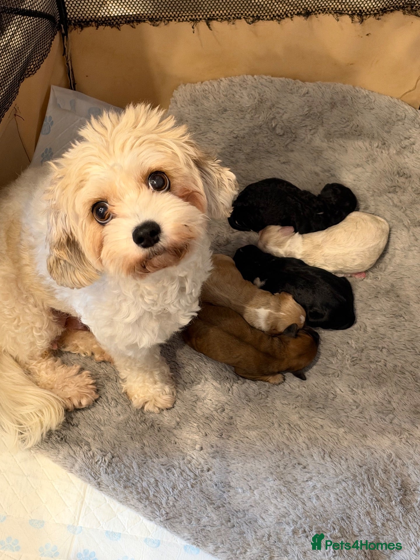 Cavapoochon dogs 5 Cavapoochon’s available to reserve  - Advert 2