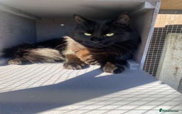 Maine Coon cats for sale: Maine Coon kittens for sale  - Image 9