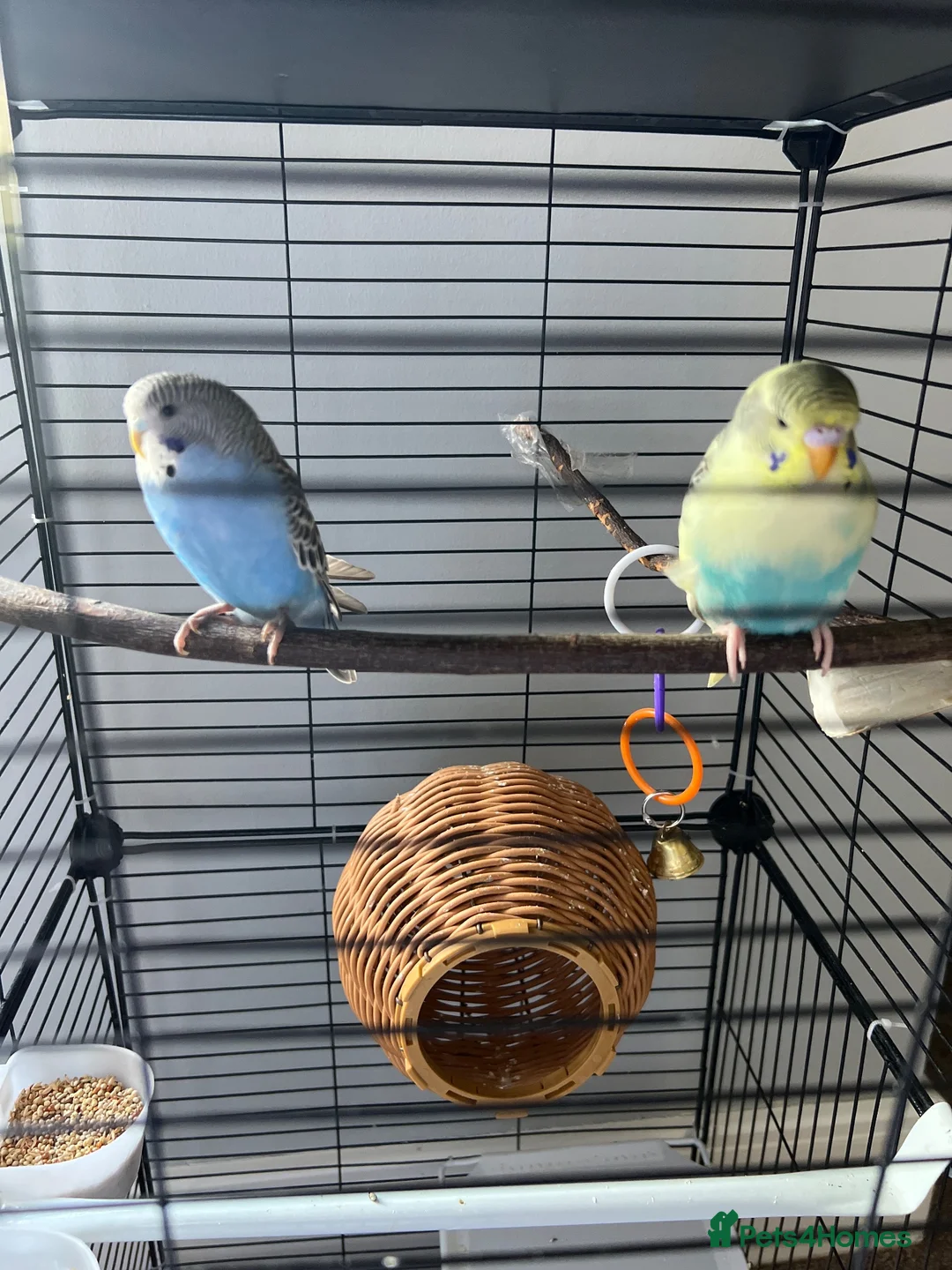 Budgerigars birds for sale: Budgies in Benfleet - Advert 1