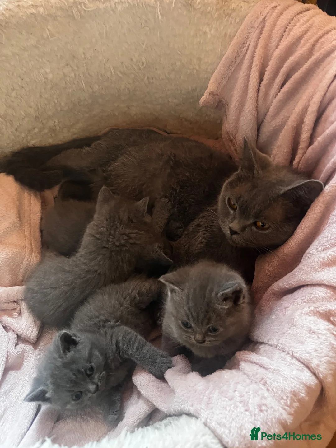 British Shorthair cats for sale: Beautiful Pedigree Kittens LookingLoving Homes! 🐾 - Advert 1