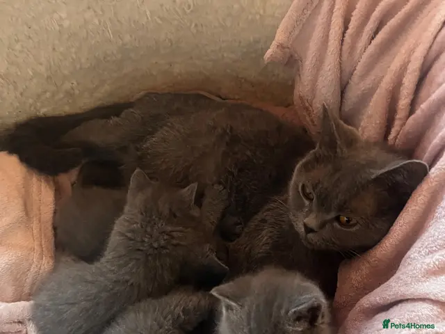British Shorthair cats for sale: Beautiful Pedigree Kittens LookingLoving Homes! 🐾 - Advert 6