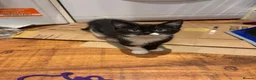 Mixed Breed cats for sale: Friendly and playful kittens - Advert 7