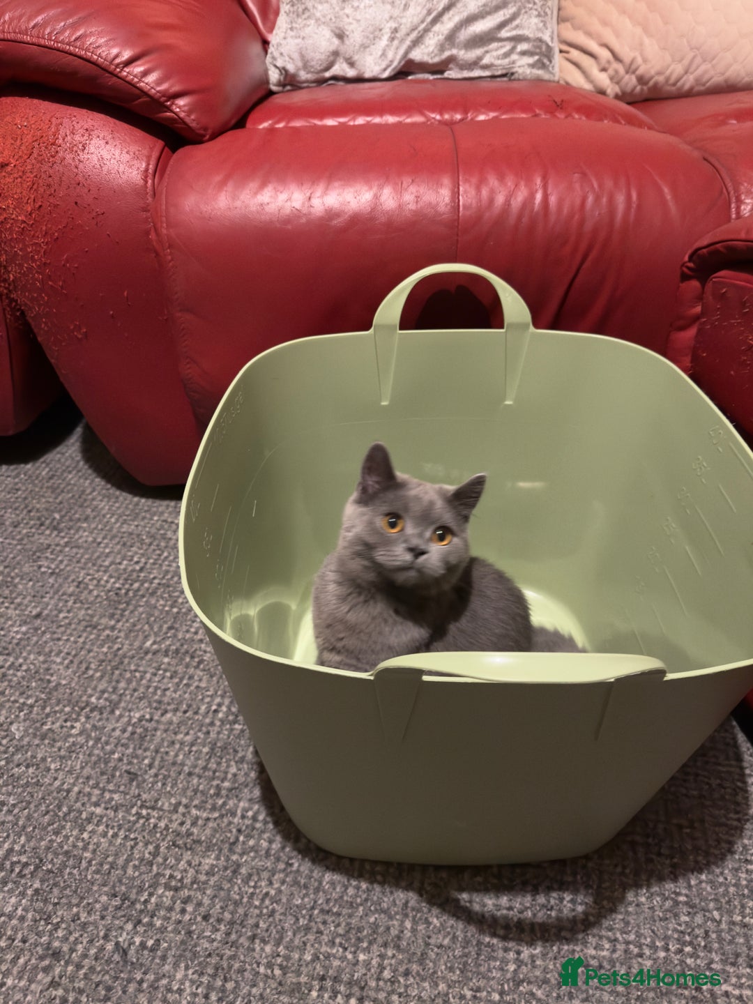 British Shorthair cats for sale: Gorgeous British Shorthair Kittens Chunky, Loving  - Image 33