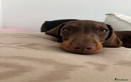 Miniature Dachshund dogs for sale: Chocolate and tan miniature dachshund  - Image 13