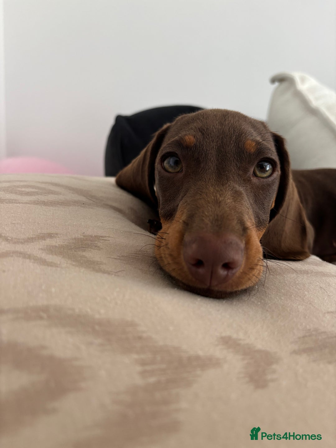 Miniature Dachshund dogs for sale: Chocolate and tan miniature dachshund  - Image 13