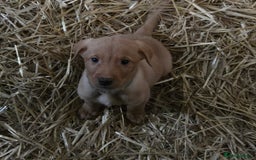 Labrador Retriever dogs for sale: Fox Red Labrador Pups - Image 5