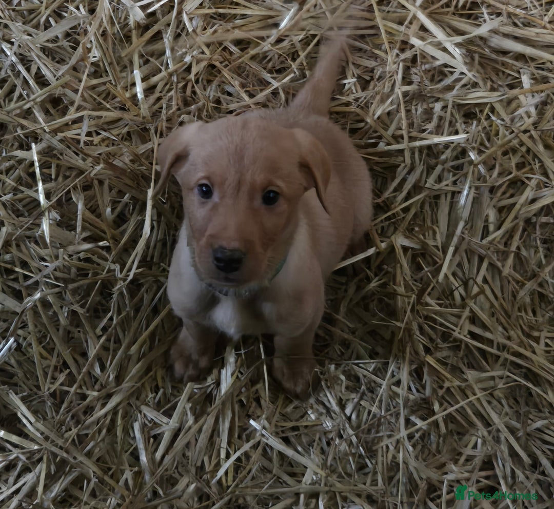 Labrador Retriever dogs for sale: Fox Red Labrador Pups - Image 5