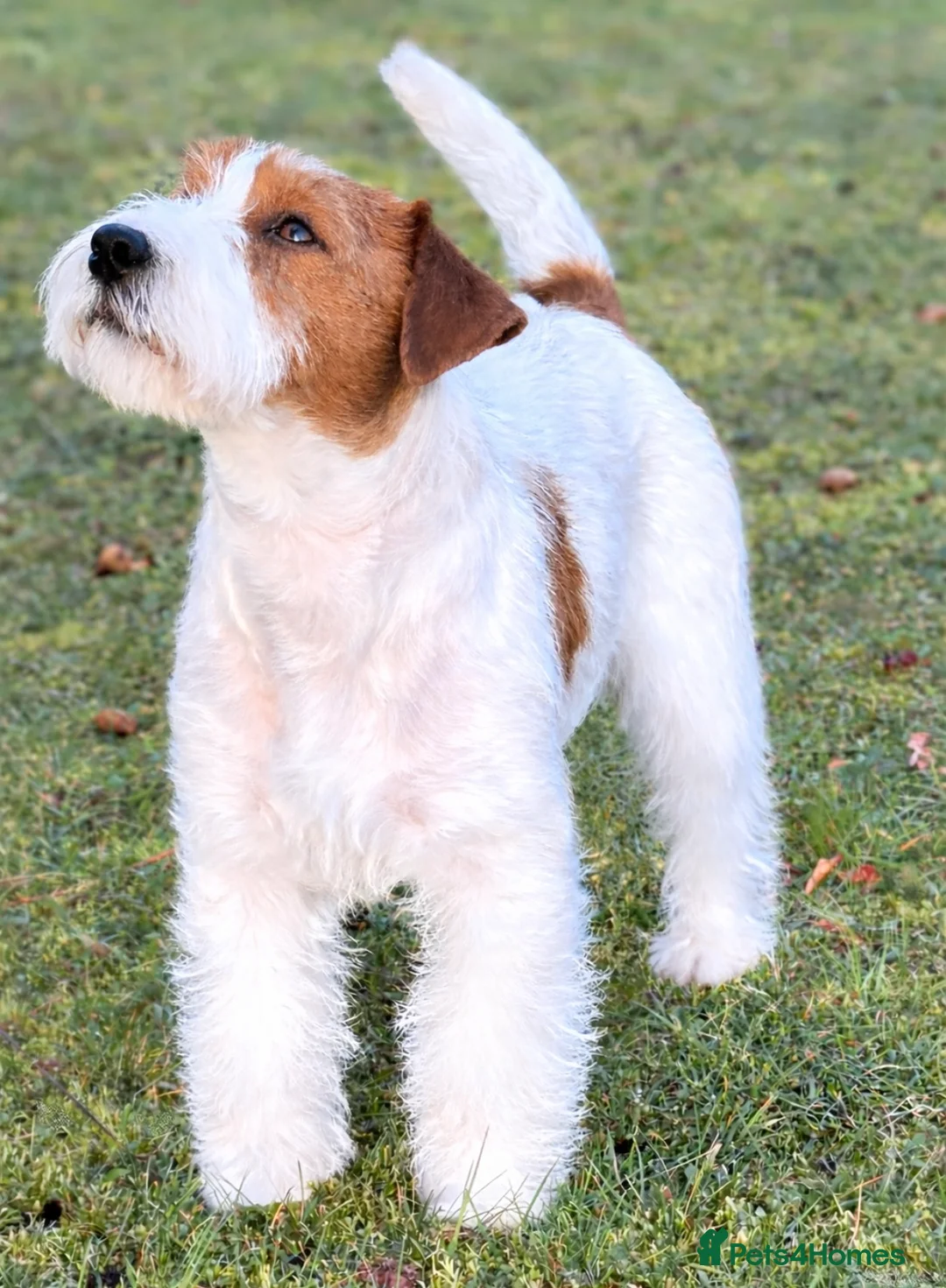 Jack Russell dogs for sale: Pedigree Jack Russell Dog Puppy  in Market Drayton - Advert 4