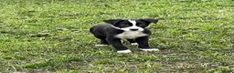 Border Collie dogs for sale: Killiebrae Sid and Sam  - Advert 2
