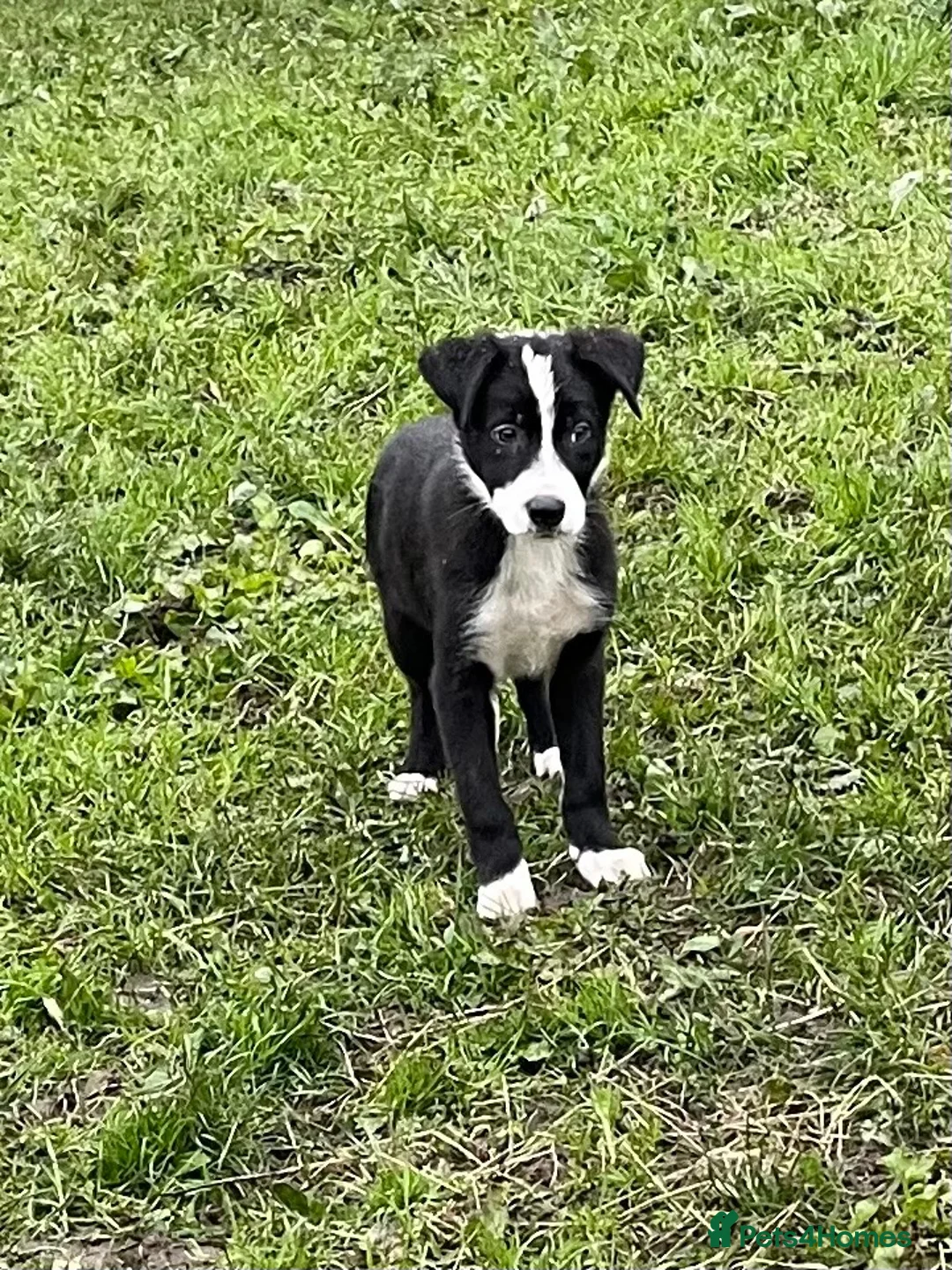 Border Collie dogs for sale: Killiebrae Sid and Sam  - Advert 2