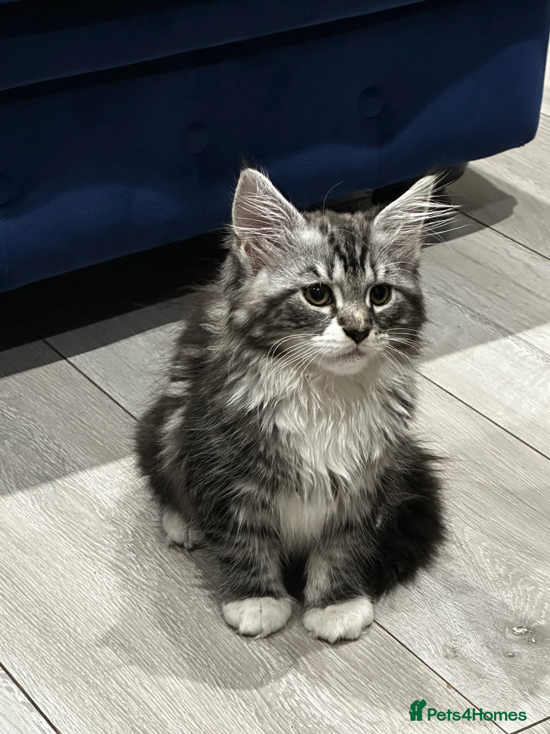 Maine Coon cats for sale: Maine Coon  in Carshalton - Advert 1