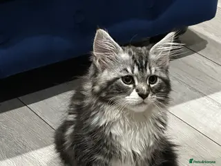 Maine Coon cats Maine Coon - Advert 1