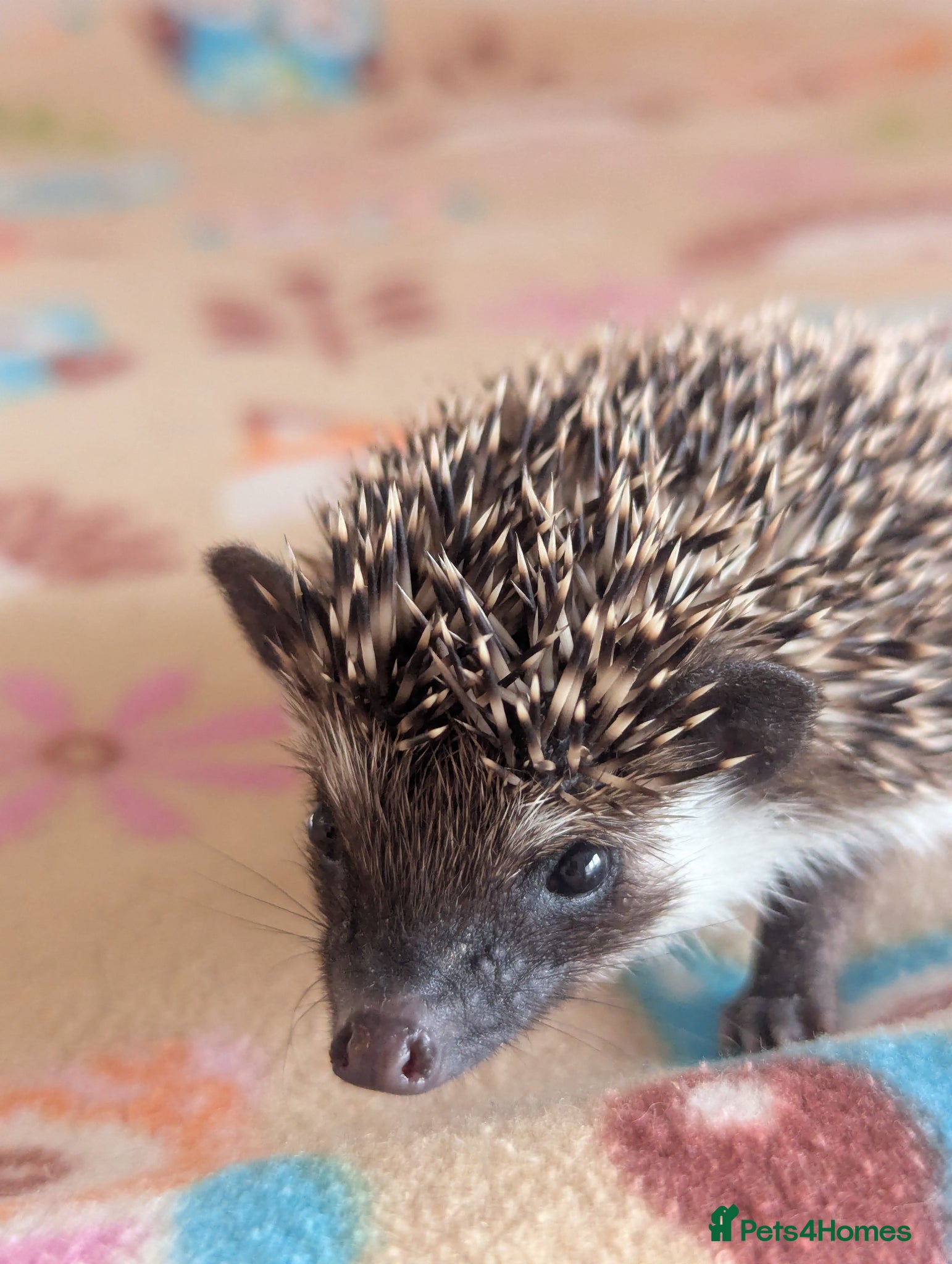 Pygmy Hedgehog rodents for sale: 2 Gorgeous Hoglets Ready Next Week  - Advert 11